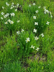 flowers in the grass