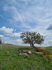 tree on the hill
