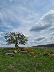 landscape with tree