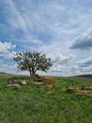 tree in the field