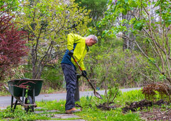Planting Rose Bushes In Lush Green Cottage Garden