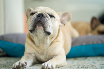 Lazy french bulldog lying on dog bed.