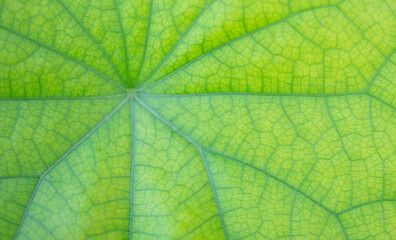 Naklejka na ściany i meble Fine grain texture of natural green leaves