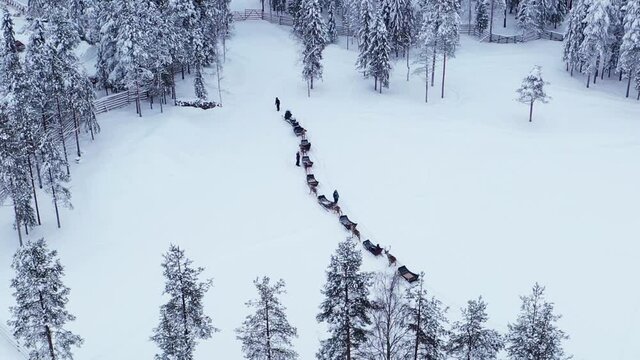 Aerial view of a Reindeers dragging a line of sledges, winter in Lapland - orbit, drone shot - Rangifer Tarandus