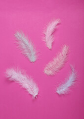 Soft feathers on pink background. Minimalism. Top view. Flat lay