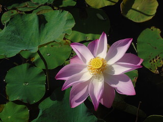 A beautiful pink lotus flower in the pond