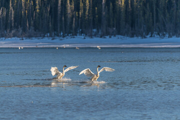 Two perfect arctic swans in northern Canada, about to take off in flight mode, flying, taking off. Open water with immense freedom in wilderness setting. 