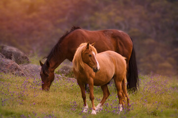 Naklejka na ściany i meble Horses on the field in the sunset light 