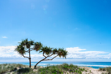 Fototapeta na wymiar Tropical scene sand dunes and Surfers Paradise beach