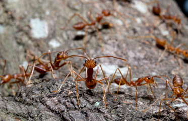 Close up small red ants on brown dry twig