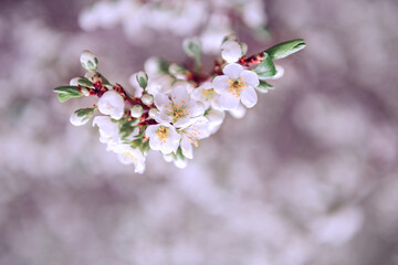 Background with a branch of beautiful white cherry blossoms, space to copy. Blurred background.