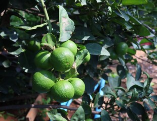 Lime from organic farm at Thailand