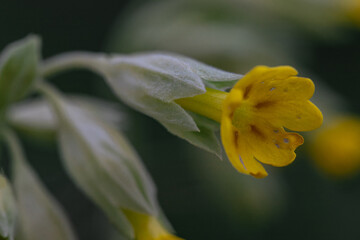 Fototapeta na wymiar Close up of a cowslip (primula veris) flower in a meadow