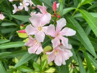 White and Pink Oleander flowers.