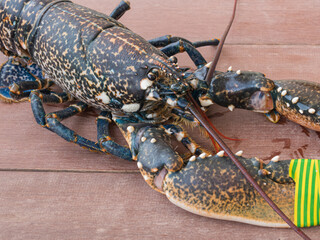 homarus gammarus or European lobster live on wooden table