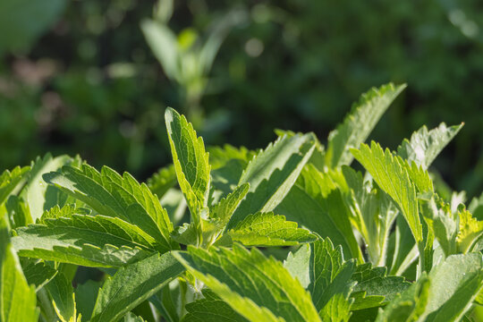 stevia plants growing in the sun in the garden Stevia rebaudiana