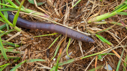 The big brown earthworm in Thailand
