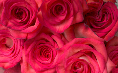 Rosas