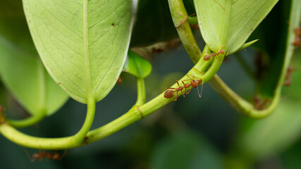 Red ants on the green leaves