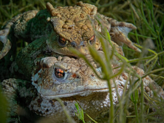 Mating common toad under water