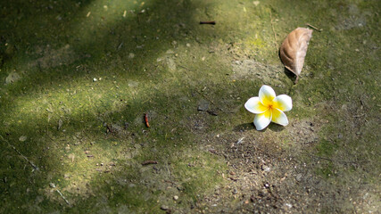 White plumeria flowers falling on the old and dirty floor
