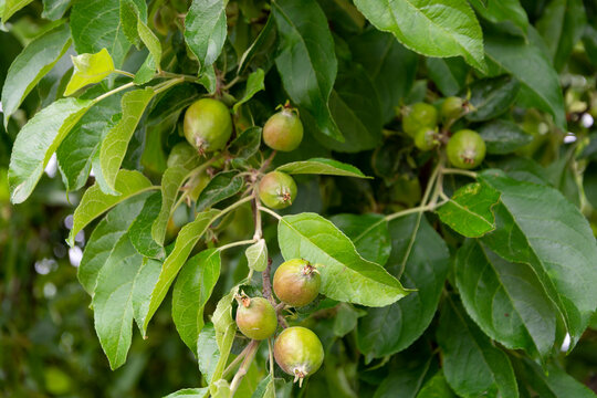 Niedojrzałe jabłka na drzewie