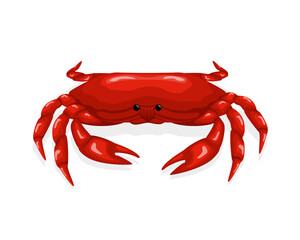 Red crab design. Tasty seafood menu of restaurant. Vector illustration