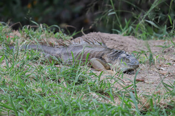 Iguaba in the grass resting