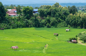 Village with rice paddy field in Nan province of Thailand in rainy season. Thailand has a strong tradition of rice production. It has the fifth largest amount of rice cultivation in the world.