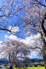 菜の花畑　宮城県,川渡温泉にて