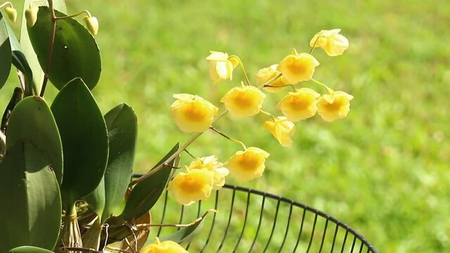 Close up Dendrobium lindleyi Steud in the garden, Chiangmai Thailand