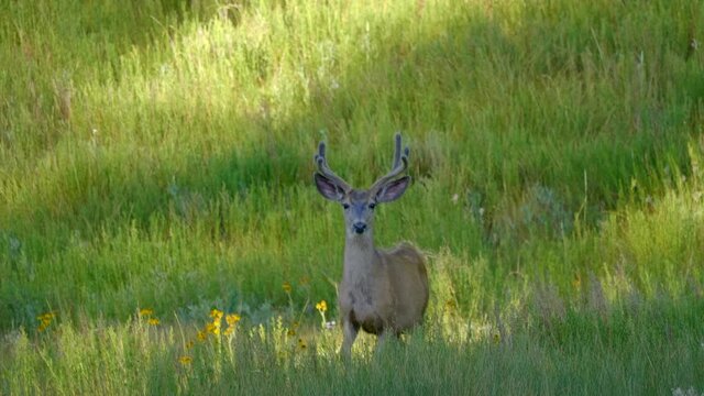Curious and cautious buck deer looking while slowly walking towards you in the field