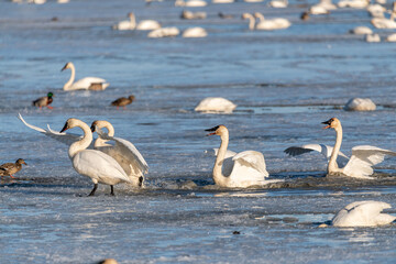Many tundra trumpeter wild swans interacting, swimming and feeding in northern Canada. Open water with icy patches along the Yukon River outside of Whitehorse. Taken in April. 
