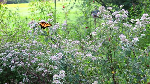 A yellow tiger swallowtail butterfly sipping nectar from horse mint flowers on a lazy summer morning.