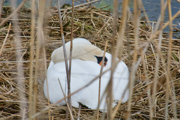 sleeping swan on a nest in the reeds