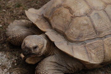 tortue