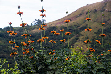 Wild Orange Indigenous Flowers with Valley Beyond