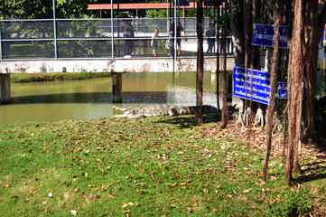 Siamese crocodile in cages of Zoo and Aquarium Bueng Chawak Chalermphrakiat for thai people and foreign travelers travel visit at Doem Bang Nang Buat on November 27, 2016 in Suphan Buri, Thailand