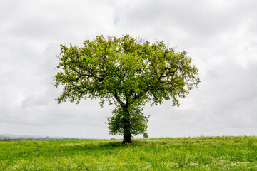 Fototapeta na wymiar Parco di Veio, regional park in the province of Rome. The nature, a tree on green field, cloudy sky