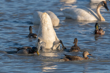Rear-end, butt of an arctic swan bobbing, eating, feeding and looking for food below the surface of the icy, cold water in northern Canada. Surrounded by ducks,  mallards. 