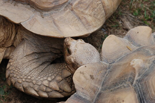 tortue
