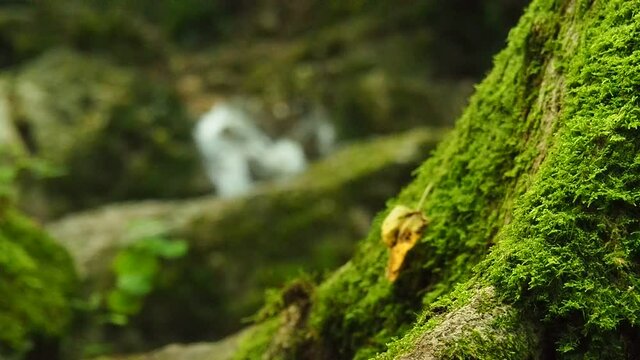 River in the forest
