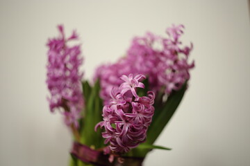 Pink hyacinths in white vase on white background
