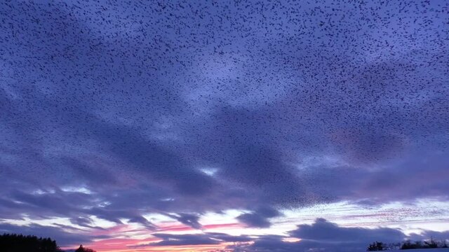 Starling murmurations against the sunset at Tarn sike nature reserve Cumbria UK