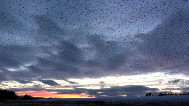 Starling murmurations against a sunset sky at Tarn sike nature reserve Cumbria UK