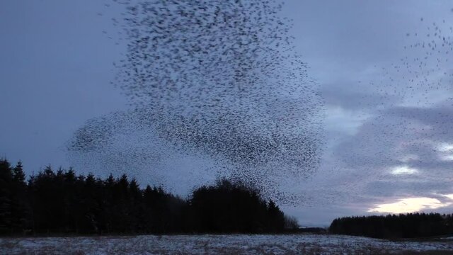 Starling murmurations at Tarn sike nature reserve Cumbria UK