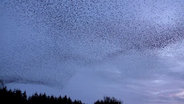 Starling murmurations at Tarn sike nature reserve Cumbria UK