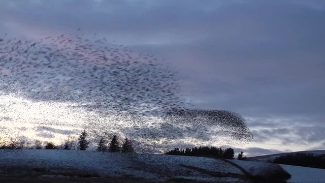 Starling murmurations with against the evening sky at Tarn sike nature reserve Cumbria UK