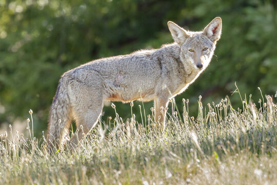 Coyote roaming around at midday looking for food. UCSC, Santa Cruz County, California, USA.
