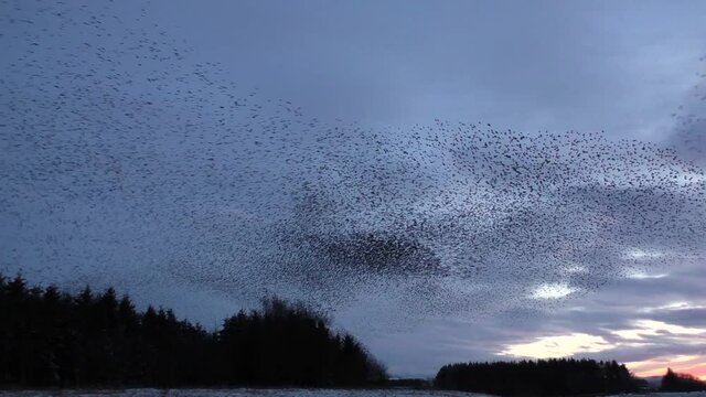 Starling murmurations against the evening sky at Tarn sike nature reserve Cumbria UK